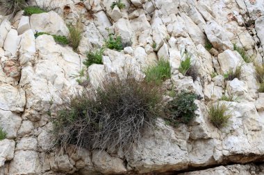taş ve kayalar üzerinde zor koşullarda yeşil bitkiler ve çiçekler büyüdü 
