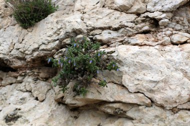 taş ve kayalar üzerinde zor koşullarda yeşil bitkiler ve çiçekler büyüdü 