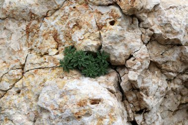 taş ve kayalar üzerinde zor koşullarda yeşil bitkiler ve çiçekler büyüdü 