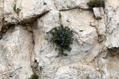 taş ve kayalar üzerinde zor koşullarda yeşil bitkiler ve çiçekler büyüdü 