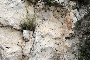 taş ve kayalar üzerinde zor koşullarda yeşil bitkiler ve çiçekler büyüdü 