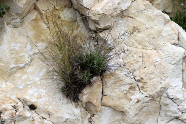 taş ve kayalar üzerinde zor koşullarda yeşil bitkiler ve çiçekler büyüdü 