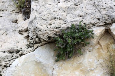 taş ve kayalar üzerinde zor koşullarda yeşil bitkiler ve çiçekler büyüdü 
