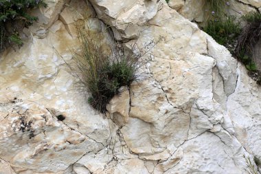 taş ve kayalar üzerinde zor koşullarda yeşil bitkiler ve çiçekler büyüdü 