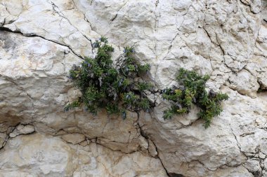 taş ve kayalar üzerinde zor koşullarda yeşil bitkiler ve çiçekler büyüdü 