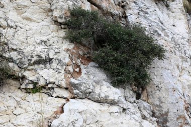 taş ve kayalar üzerinde zor koşullarda yeşil bitkiler ve çiçekler büyüdü 