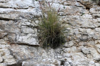 taş ve kayalar üzerinde zor koşullarda yeşil bitkiler ve çiçekler büyüdü 