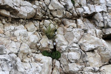 taş ve kayalar üzerinde zor koşullarda yeşil bitkiler ve çiçekler büyüdü 