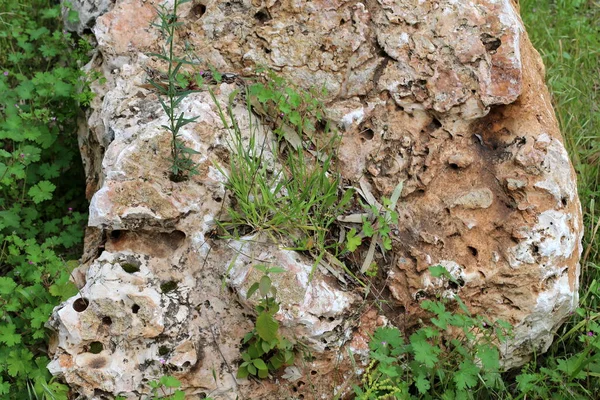 Groene Planten Bloemen Groeide Moeilijke Omstandigheden Rotsen Stenen — Stockfoto