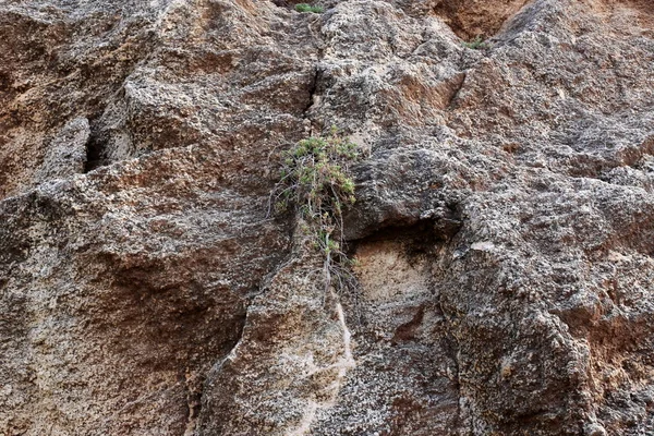 Plantas Flores Verdes Crecieron Condiciones Difíciles Rocas Rocas — Foto de Stock