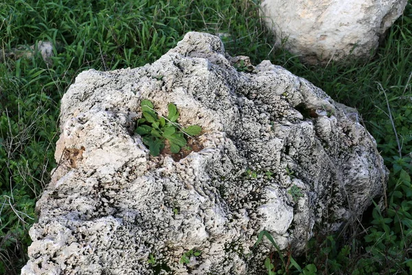 Groene Planten Bloemen Groeide Moeilijke Omstandigheden Rotsen Stenen — Stockfoto