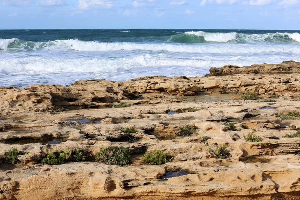 taş ve kayalar üzerinde zor koşullarda yeşil bitkiler ve çiçekler büyüdü 
