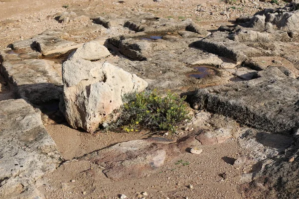 taş ve kayalar üzerinde zor koşullarda yeşil bitkiler ve çiçekler büyüdü 