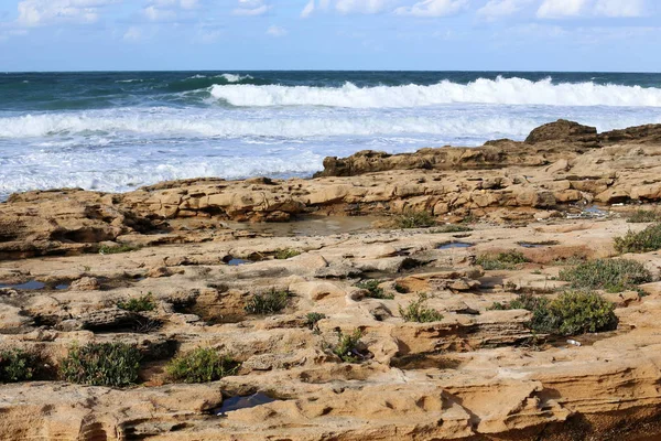 taş ve kayalar üzerinde zor koşullarda yeşil bitkiler ve çiçekler büyüdü 