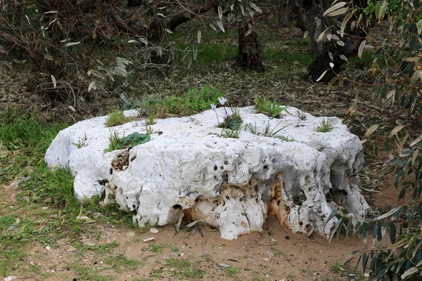 taş ve kayalar üzerinde zor koşullarda yeşil bitkiler ve çiçekler büyüdü 