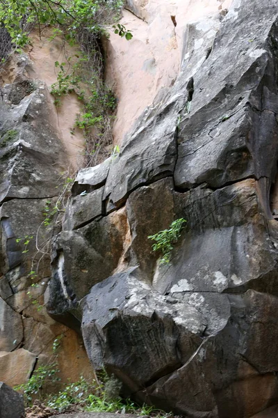 taş ve kayalar üzerinde zor koşullarda yeşil bitkiler ve çiçekler büyüdü 