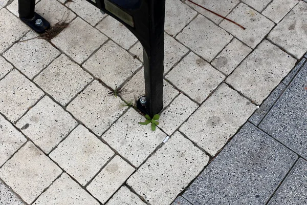 taş ve kayalar üzerinde zor koşullarda yeşil bitkiler ve çiçekler büyüdü 