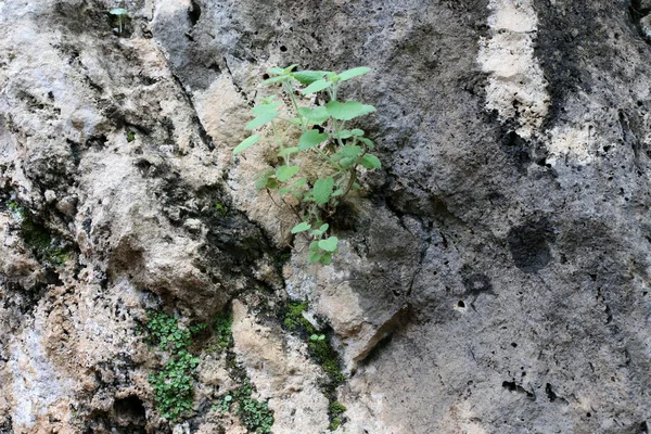 Grüne Pflanzen Und Blumen Wuchsen Unter Schwierigen Bedingungen Auf Steinen — Stockfoto