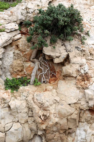 Les Plantes Les Fleurs Vertes Ont Grandi Dans Des Conditions — Photo