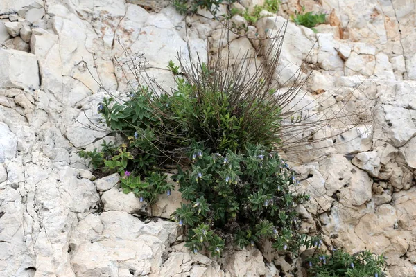 taş ve kayalar üzerinde zor koşullarda yeşil bitkiler ve çiçekler büyüdü 