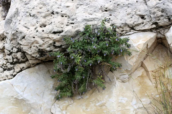 taş ve kayalar üzerinde zor koşullarda yeşil bitkiler ve çiçekler büyüdü 