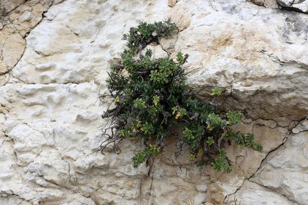 taş ve kayalar üzerinde zor koşullarda yeşil bitkiler ve çiçekler büyüdü 