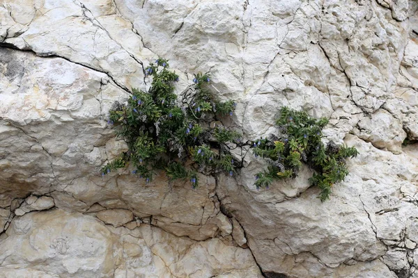 taş ve kayalar üzerinde zor koşullarda yeşil bitkiler ve çiçekler büyüdü 