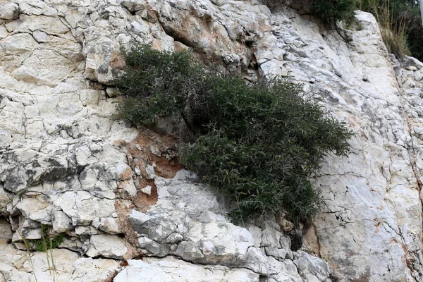 taş ve kayalar üzerinde zor koşullarda yeşil bitkiler ve çiçekler büyüdü 