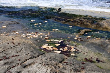 ekmek ve pastane ürünleri 