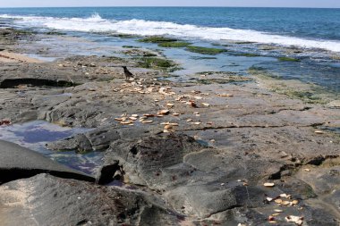 ekmek ve pastane ürünleri 