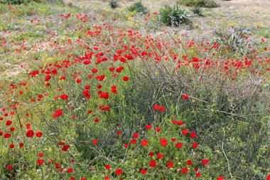 Israil devletinin kuzeyinde bahar bitkiler ve çiçekler 
