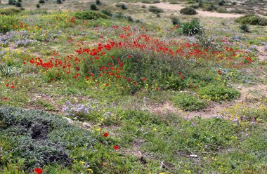Israil devletinin kuzeyinde bahar bitkiler ve çiçekler 