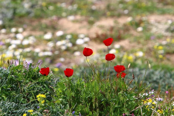 Plantas Primavera Flores Norte Del Estado Israel — Foto de Stock