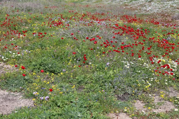 Fjäder Växter Och Blommor Norra Delen Staten Israel — Stockfoto