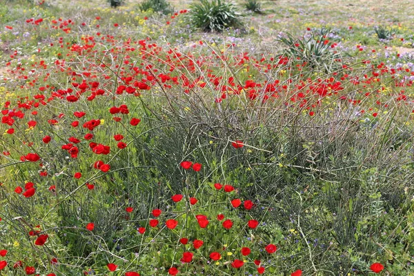 Plantas Primavera Flores Norte Del Estado Israel — Foto de Stock