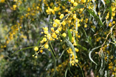 Israil devletinin kuzeyinde bahar bitkiler ve çiçekler 