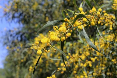 Israil devletinin kuzeyinde bahar bitkiler ve çiçekler 