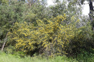 Israil devletinin kuzeyinde bahar bitkiler ve çiçekler 