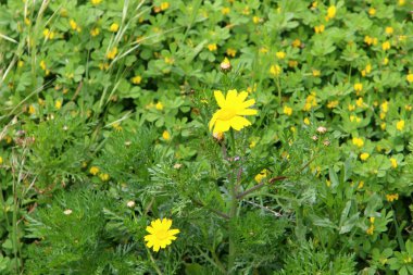 Israil devletinin kuzeyinde bahar bitkiler ve çiçekler 