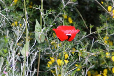 Israil devletinin kuzeyinde bahar bitkiler ve çiçekler 