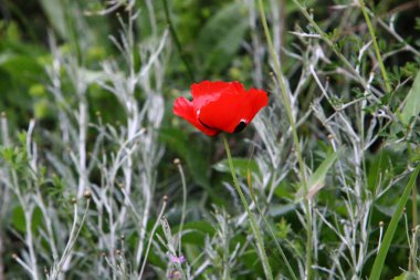 Israil devletinin kuzeyinde bahar bitkiler ve çiçekler 