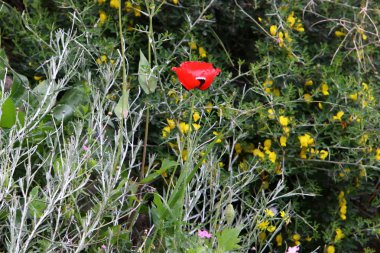 Israil devletinin kuzeyinde bahar bitkiler ve çiçekler 