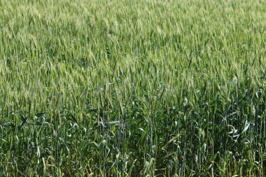 Israil devletinin kuzeyinde bahar bitkiler ve çiçekler 