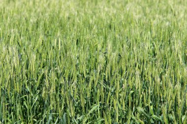 Israil devletinin kuzeyinde bahar bitkiler ve çiçekler 