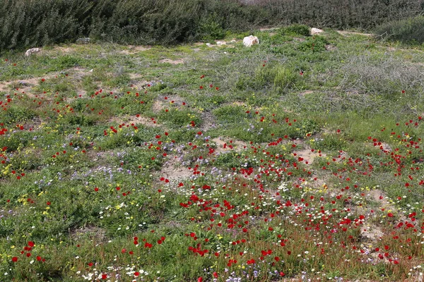 Lente Planten Bloemen Het Noorden Van Staat Israël — Stockfoto