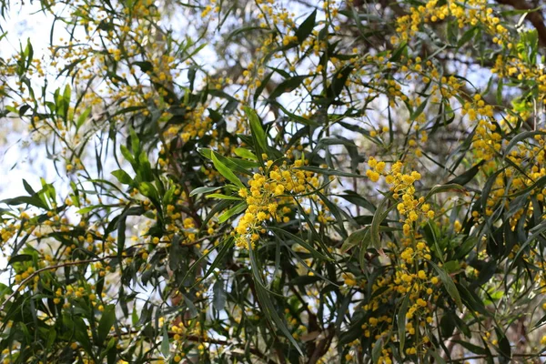 イスラエルの州北部の春の植物と花 — ストック写真