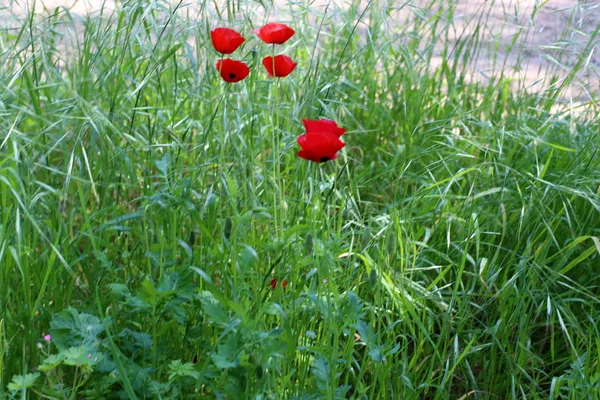 Fjäder Växter Och Blommor Norra Delen Staten Israel — Stockfoto