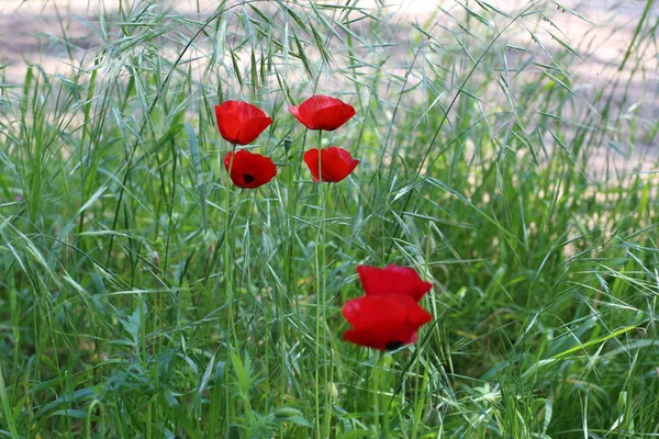 イスラエルの州北部の春の植物と花 — ストック写真