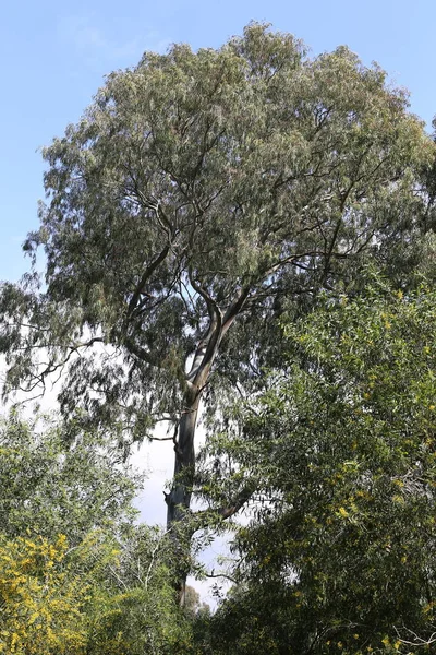 Plantas Primavera Flores Norte Del Estado Israel — Foto de Stock