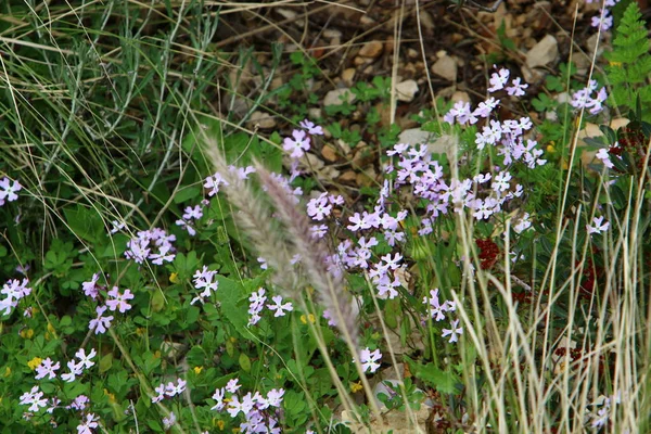 Piante Primaverili Fiori Nel Nord Dello Stato Israele — Foto Stock